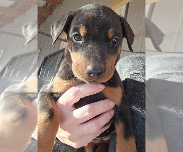 Medium Photo #25 Doberman Pinscher Puppy For Sale in BEGGS, OK, USA