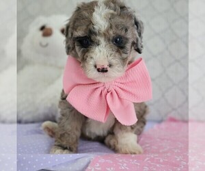 Poodle (Miniature)-Sheepadoodle Mix Puppy for Sale in SHIPSHEWANA, Indiana USA