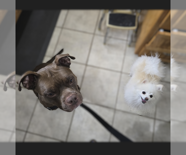 Medium Photo #5 Mutt Puppy For Sale in Fargo, ND, USA