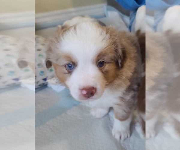 Medium Photo #1 Miniature Australian Shepherd Puppy For Sale in WALLER, TX, USA