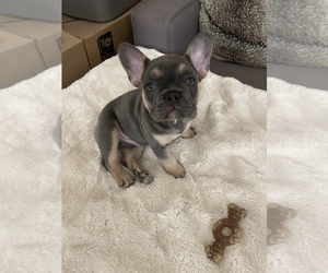 French Bulldog Puppy for sale in ROSEVILLE, CA, USA