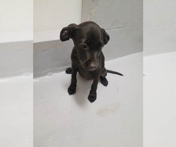 Medium Photo #1 American Pit Bull Terrier-Unknown Mix Puppy For Sale in Augusta, GA, USA