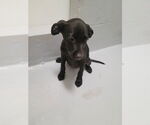 Small American Pit Bull Terrier Mix