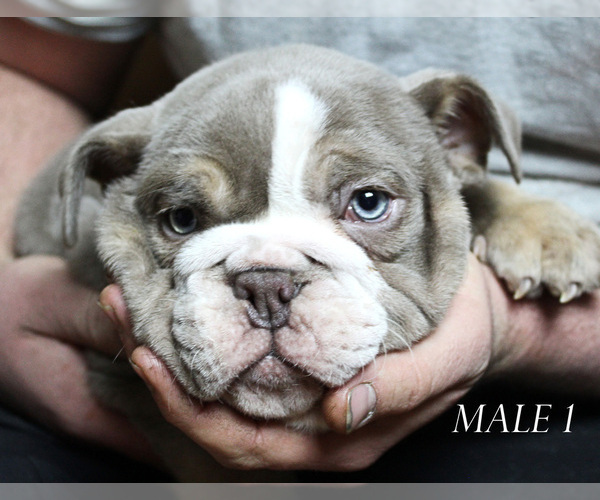 Medium Photo #1 English Bulldog Puppy For Sale in WEST PLAINS, MO, USA