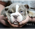Small Photo #1 English Bulldog Puppy For Sale in WEST PLAINS, MO, USA