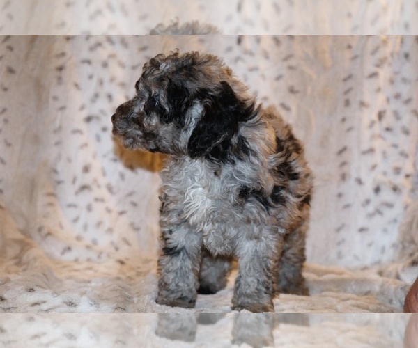 Medium Photo #24 Poodle (Toy) Puppy For Sale in DYERSBURG, TN, USA