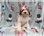 Small #6 Cavapoo (Miniature)