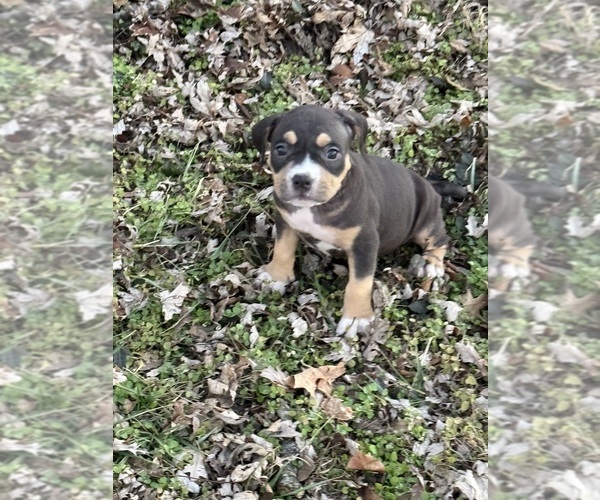 Medium Photo #32 American Bully Puppy For Sale in BOLIVAR, MO, USA