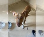 Small Photo #1 Basenji-Unknown Mix Puppy For Sale in Lufkin, TX, USA