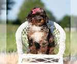 Small #5 Poodle (Miniature)
