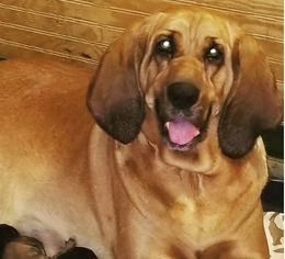 Mother of the Bloodhound puppies born on 05/16/2018
