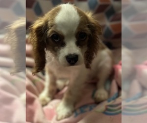 Cavalier King Charles Spaniel Puppy for sale in HUDSON, FL, USA