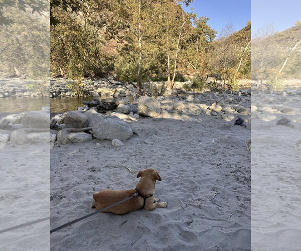 Medium Photo #5 Chiweenie Puppy For Sale in Corona, CA, USA