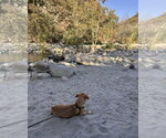 Small Photo #5 Chiweenie Puppy For Sale in Corona, CA, USA