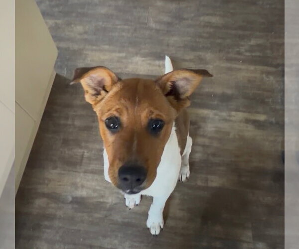 Medium Photo #5 Mutt Puppy For Sale in Polson, MT, USA