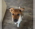 Small #4 Mutt