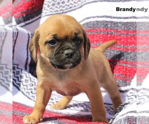 Puggle Puppy for sale in CHARLOTT HALL, MD, USA