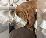Small Photo #1 Basset Hound Puppy For Sale in MUNCIE, IN, USA