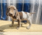 Small Photo #4 German Shorthaired Pointer Puppy For Sale in GRAND ISLAND, NE, USA