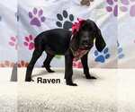 Small #2 Spaniel Mix