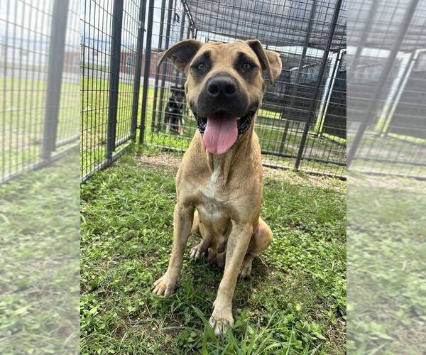 Medium Photo #1 Black Mouth Cur-Unknown Mix Puppy For Sale in Abbeville, LA, USA