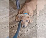 Small Labrador Retriever Mix