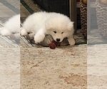Small Photo #8 Samoyed Puppy For Sale in NEDROW, NY, USA