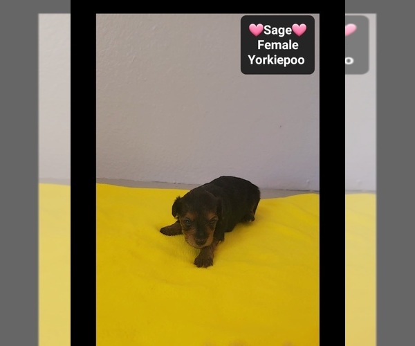 Medium Photo #3 Yorkipoo Puppy For Sale in TUCSON, AZ, USA