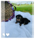 Puppy 1 Aussie-Poo