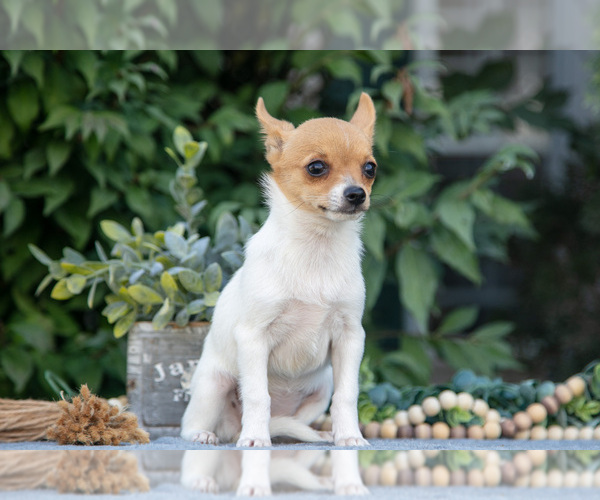 Medium Photo #6 Chihuahua Puppy For Sale in SALEM, IN, USA