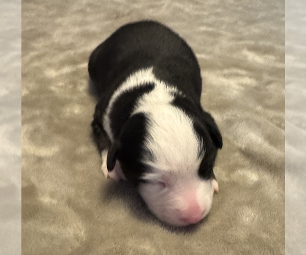 Medium Photo #75 Australian Shepherd Puppy For Sale in SALISBURY, NC, USA