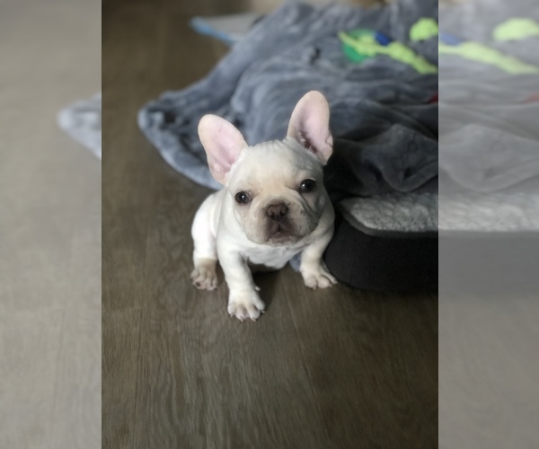 Medium Photo #4 French Bulldog Puppy For Sale in ROSEVILLE, CA, USA