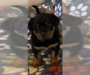 Rottweiler Puppy for sale in VALLEY CENTER, CA, USA