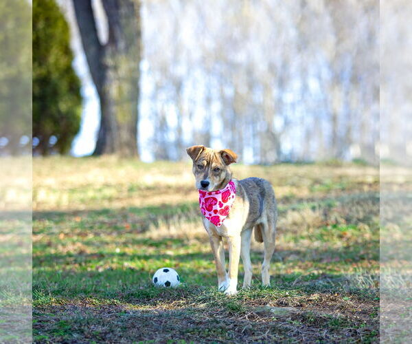 Medium Photo #6 Mutt Puppy For Sale in Unionville, PA, USA