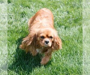 Mother of the Cavapoo (Miniature) puppies born on 02/23/2026