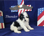 Small #2 Poodle (Toy)