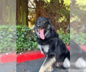Scar OS - Male German Shepherd Dog Dog for Adoption - Photo #7