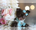 Small #16 Chihuahua