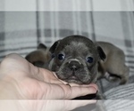 Small Photo #4 French Bulldog Puppy For Sale in ROANOKE, AL, USA