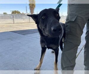 German Shepherd Dog Dogs for adoption in Bakersfield, CA, USA