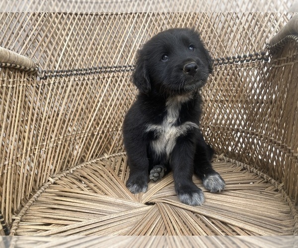 Medium Photo #1 Goberian Puppy For Sale in RIVERSIDE, CA, USA