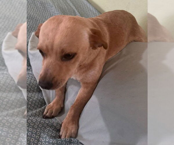 Medium Photo #3 Miniature Pinscher-Unknown Mix Puppy For Sale in San Bernardino, CA, USA