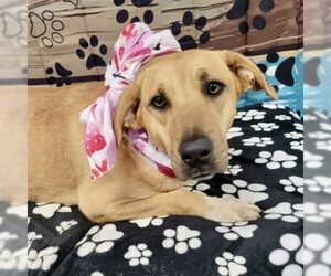 Mutt Dogs for adoption in Mt. Laurel, NJ, USA