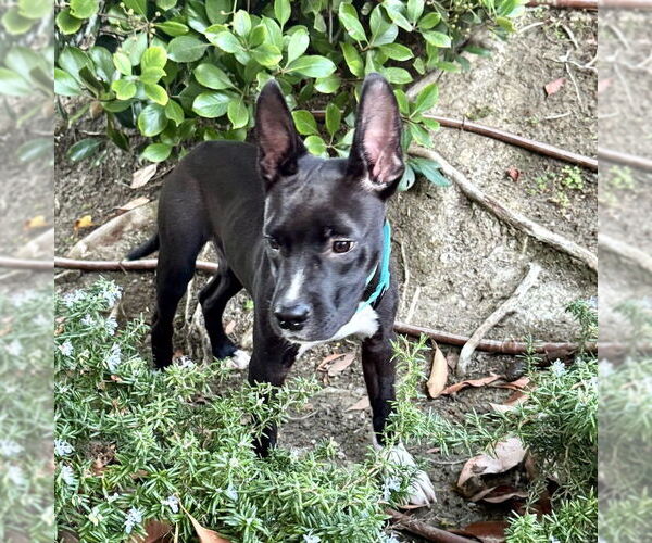 Medium Photo #6 American Staffordshire Terrier-Unknown Mix Puppy For Sale in San Juan Capistrano, CA, USA