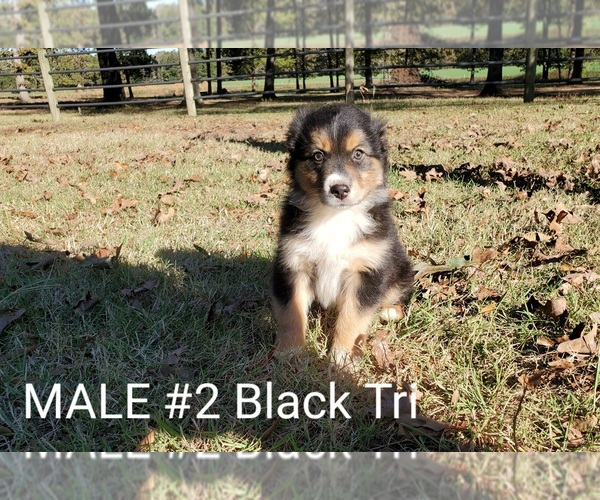 Medium Photo #13 Australian Shepherd Puppy For Sale in CLARKSVILLE, TX, USA