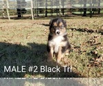 Small Photo #13 Australian Shepherd Puppy For Sale in CLARKSVILLE, TX, USA