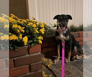 Wendy - Female Labrador Retriever-Unknown Mix Dog for Adoption - Photo #4