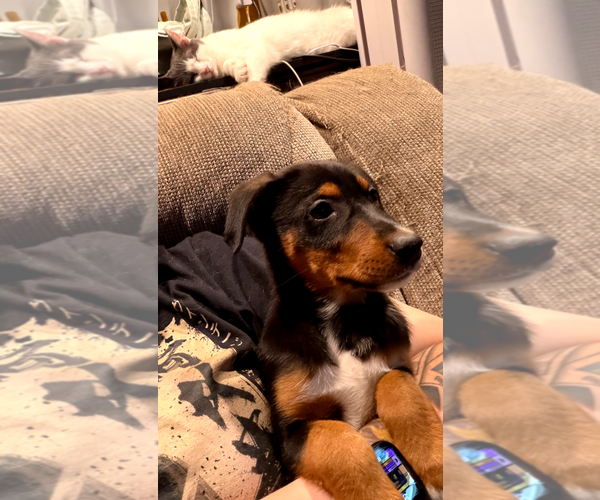 Medium Photo #19 Doberman Pinscher-Unknown Mix Puppy For Sale in Buffalo, MN, USA