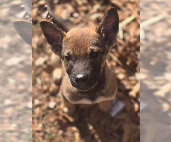 Medium Photo #4 Mutt Puppy For Sale in Alexander, AR, USA