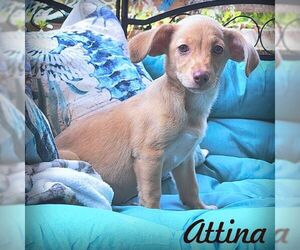 Chiweenie Dogs for adoption in Tustin, CA, USA